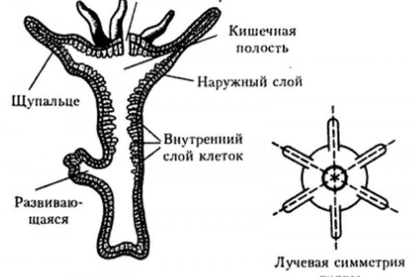 Через какой браузер заходить на кракен